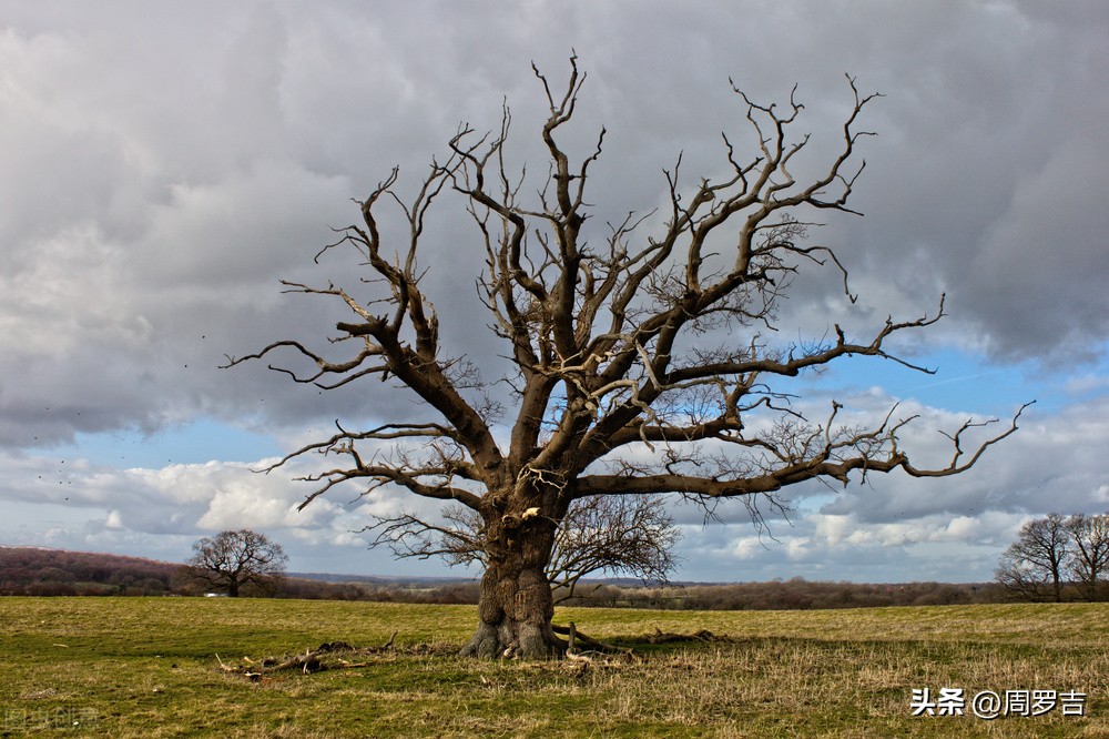 枯树赋赏析,枯树赋朗诵完整版