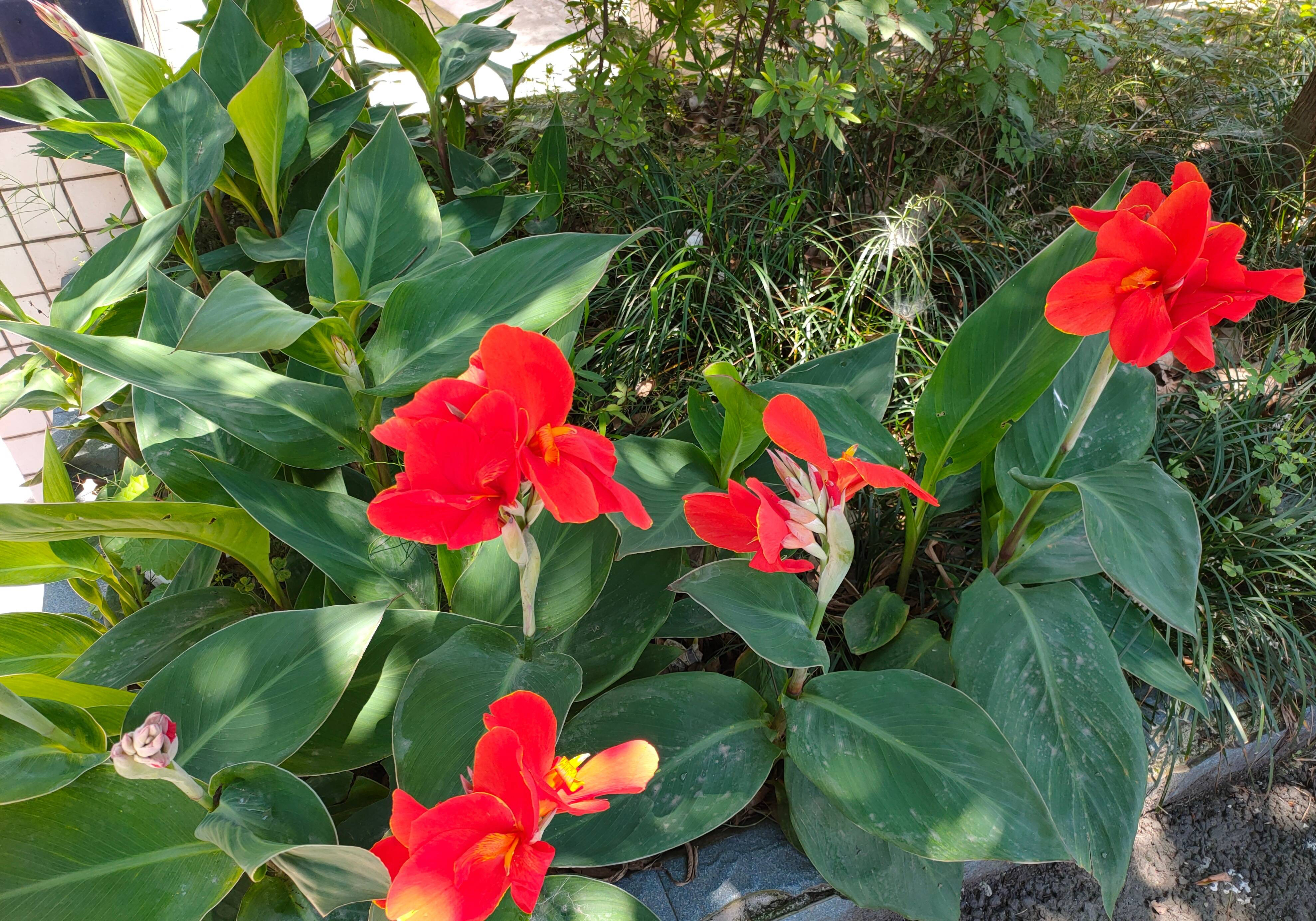 最好养的阳台5种花,适合南方室内养的50种花