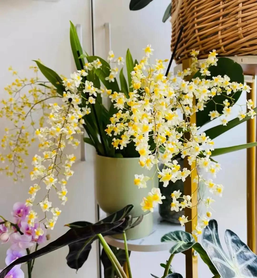 快来看看，兰花的世界真奇妙|壹木星球No.14