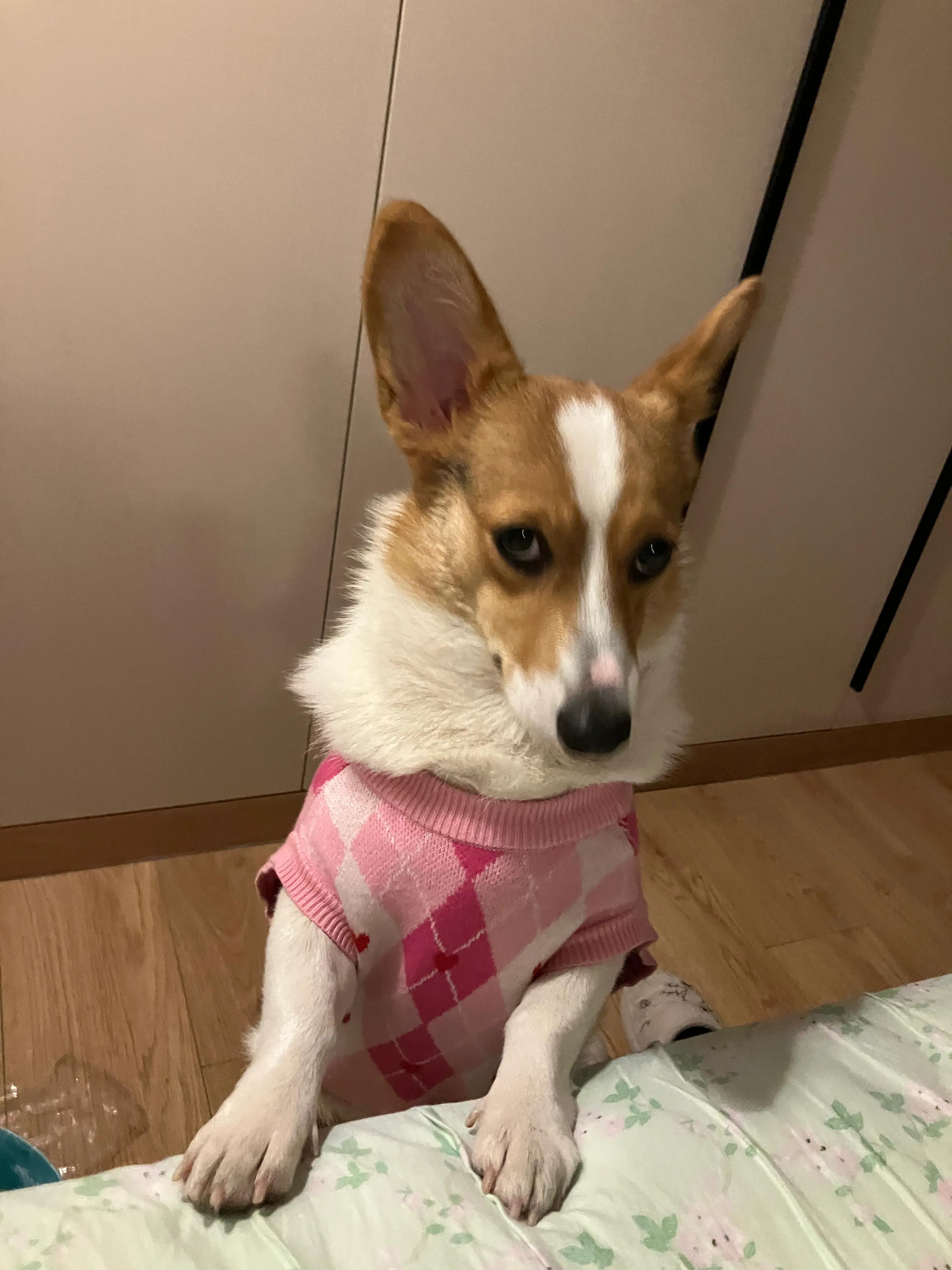 爱宠记‖像对爱情一样慎重