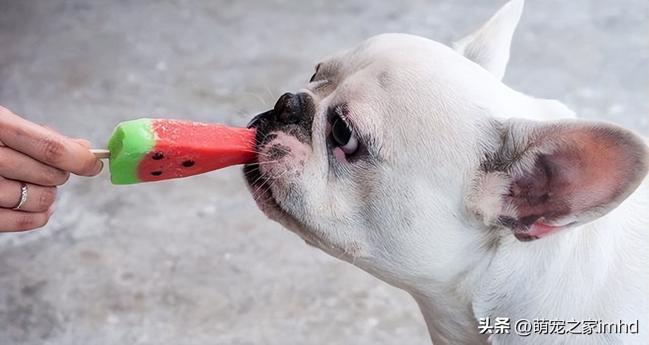 狗一吃东西就吐怎么办,狗吃过的东西人吃了会怎么样