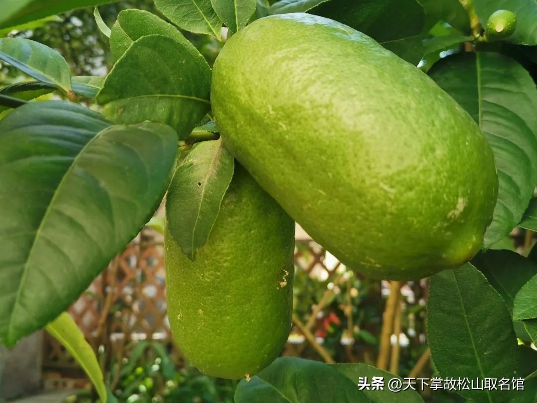 姓甚名谁歌曲王子健,姓组词