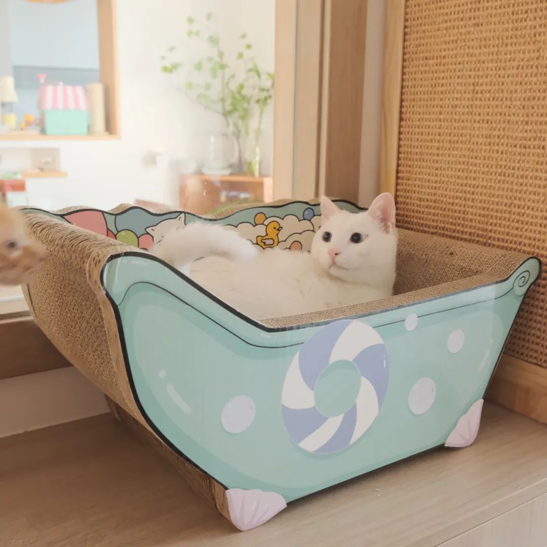 中华田园猫中的长毛猫,中华田园猫三花猫的成长