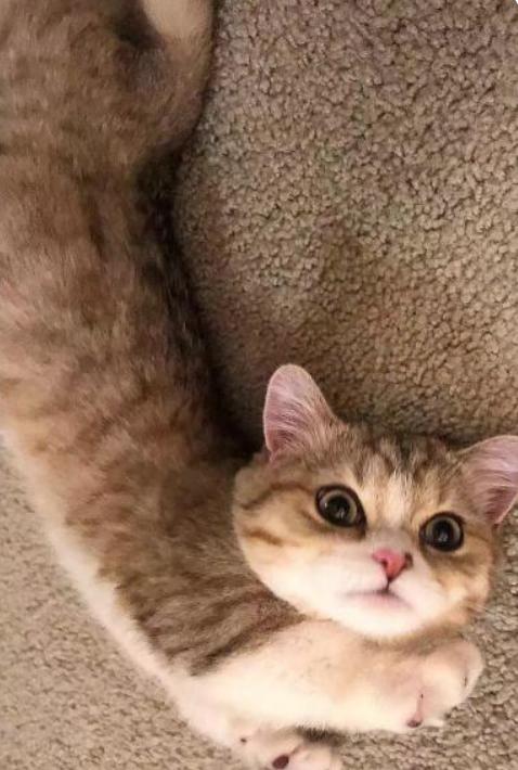 为什么猫不怕蛇专家终于说出真相,猫为啥敢抓蛇的原因有哪些