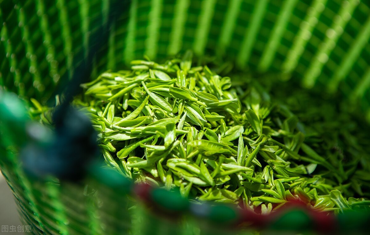 四川茶vs安徽茶,四川正宗天府龙芽茶