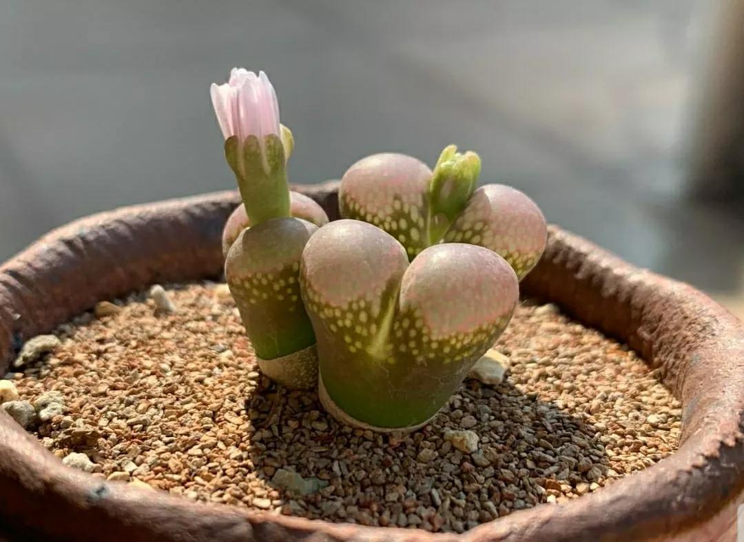 多肉植物石头开花,多肉石头花秋季