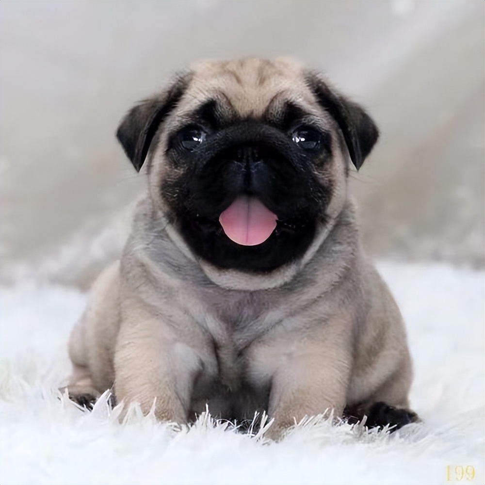 养狗推荐这5种狗狗好养又听话,养狗知识大全适合养什么样的狗狗