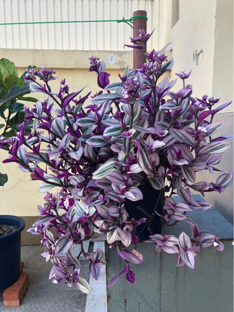 养花不能用大盆，何为大盆？5大类植物“选盆”规则，要学会