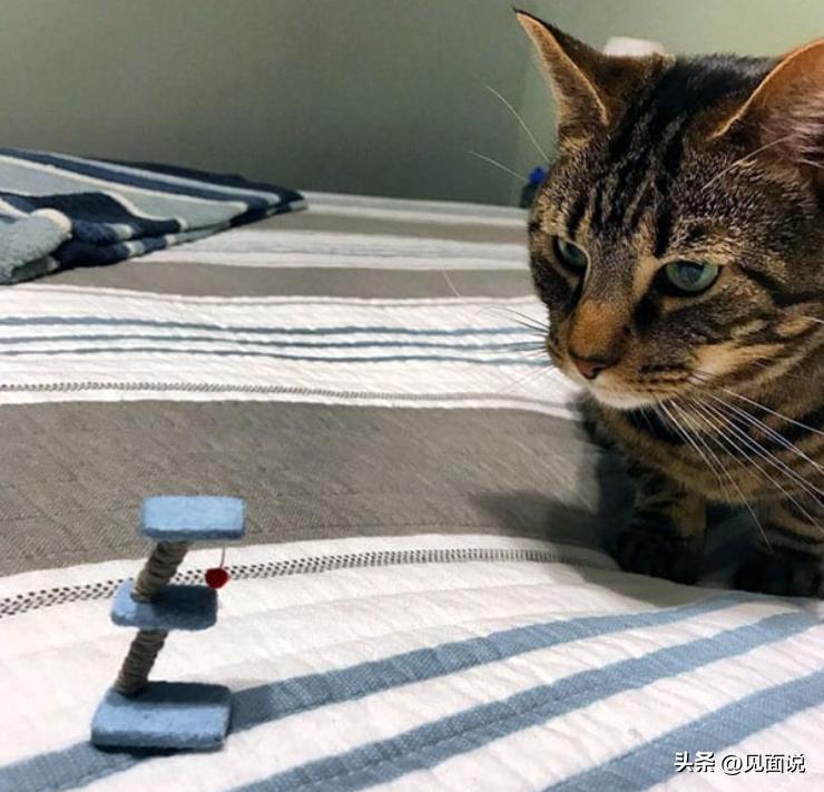 网上购物搞笑对比图,网购最没用又搞笑的东西