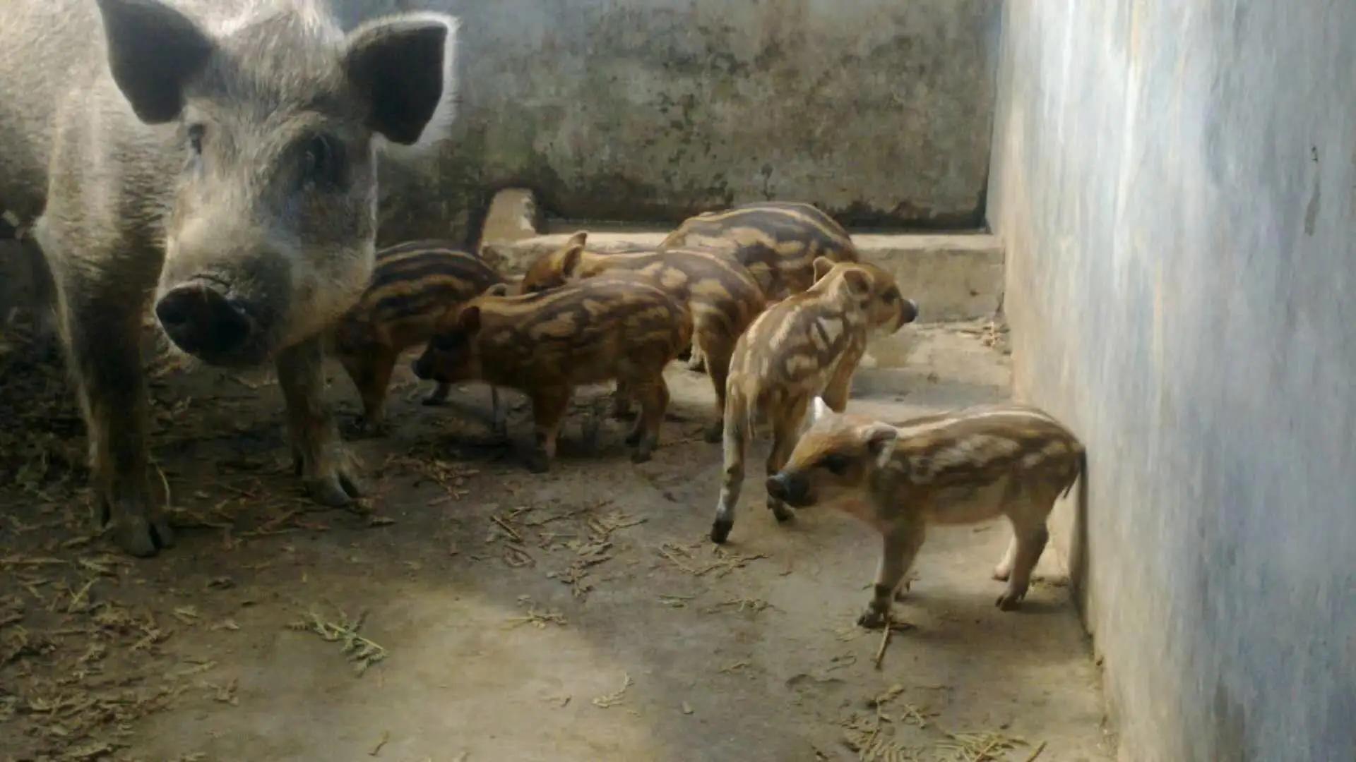 瀹夊窘鎬簨姣嶇尓鐢熶笅閲庣尓,鍐滄潙姣嶇尓浜т笅濂囩壒鐢熺墿