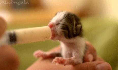 幼猫恒温喂奶器,猫咪专用的喂奶器