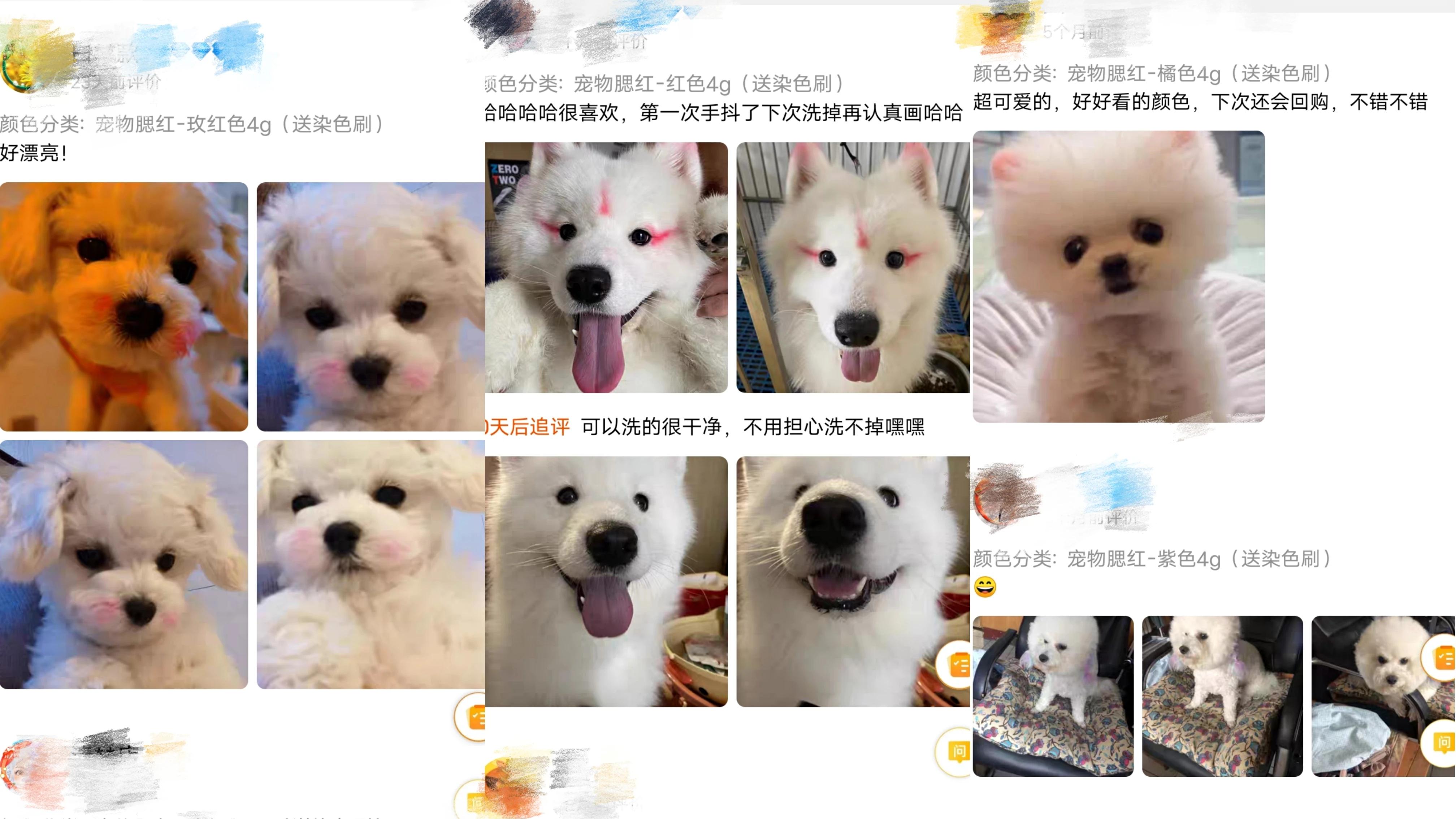 狗屁屁抹腮红，猫眼睛涂精华，宠物美妆你不懂