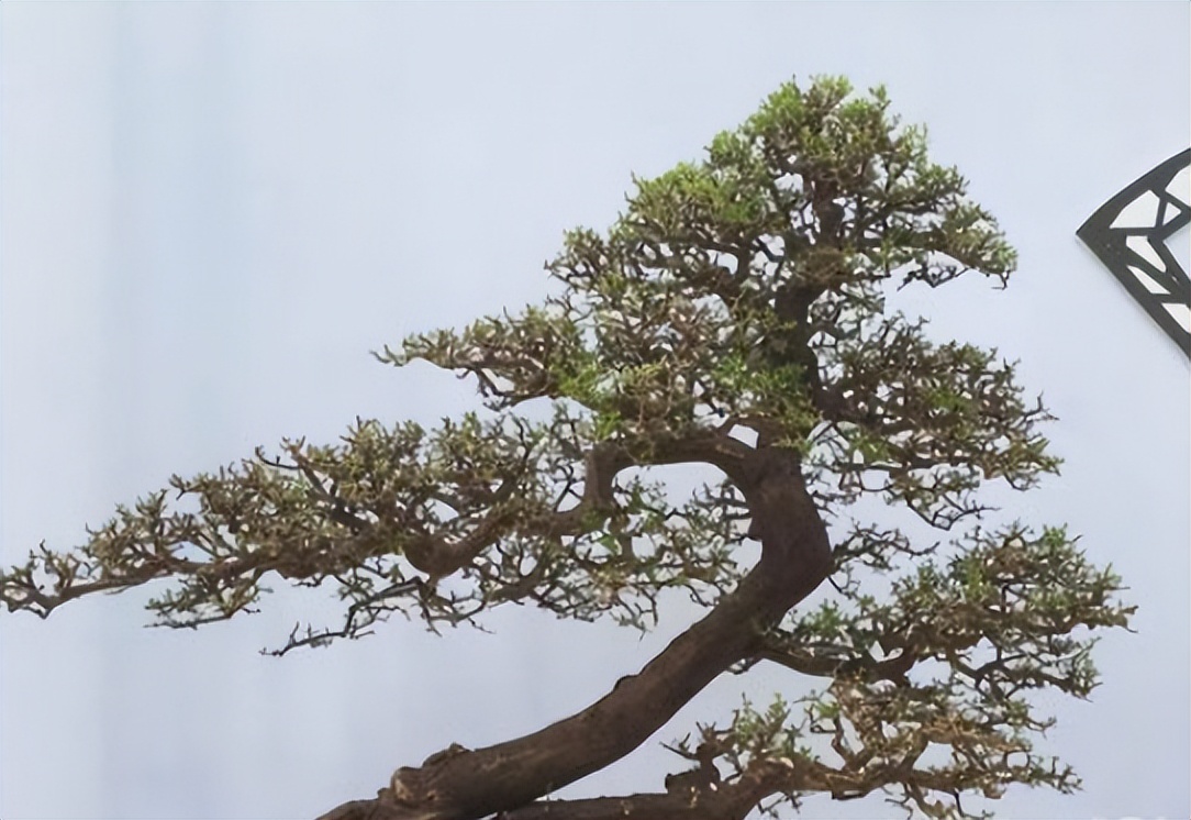 双杆盆景取舍图片,双杆盆景距离远怎么造型
