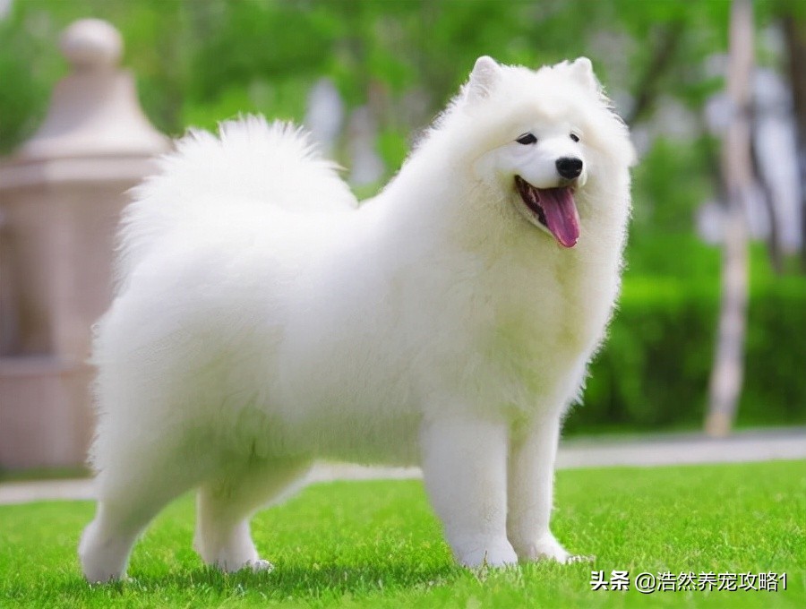 养萨摩耶狗狗要注意什么,聪明的萨摩耶狗狗怎么养