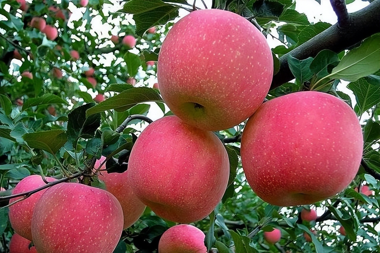 医生肠胃不好尽量少吃四类食物,胃粘膜不好的人适合吃什么水果