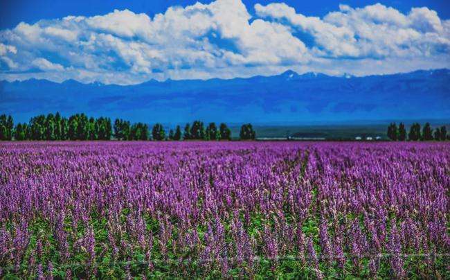 伊犁河谷为什么有沙漠,新疆伊犁沙漠有哪些
