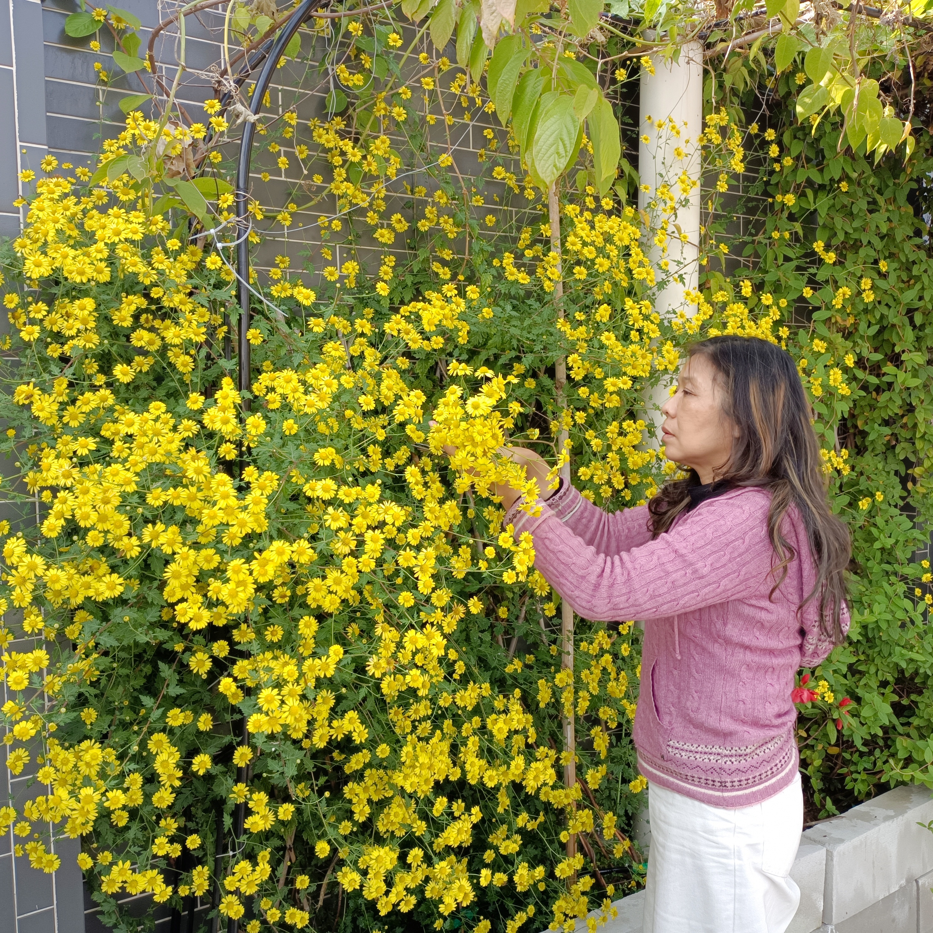 菊香蟹肥国画,菊香蟹