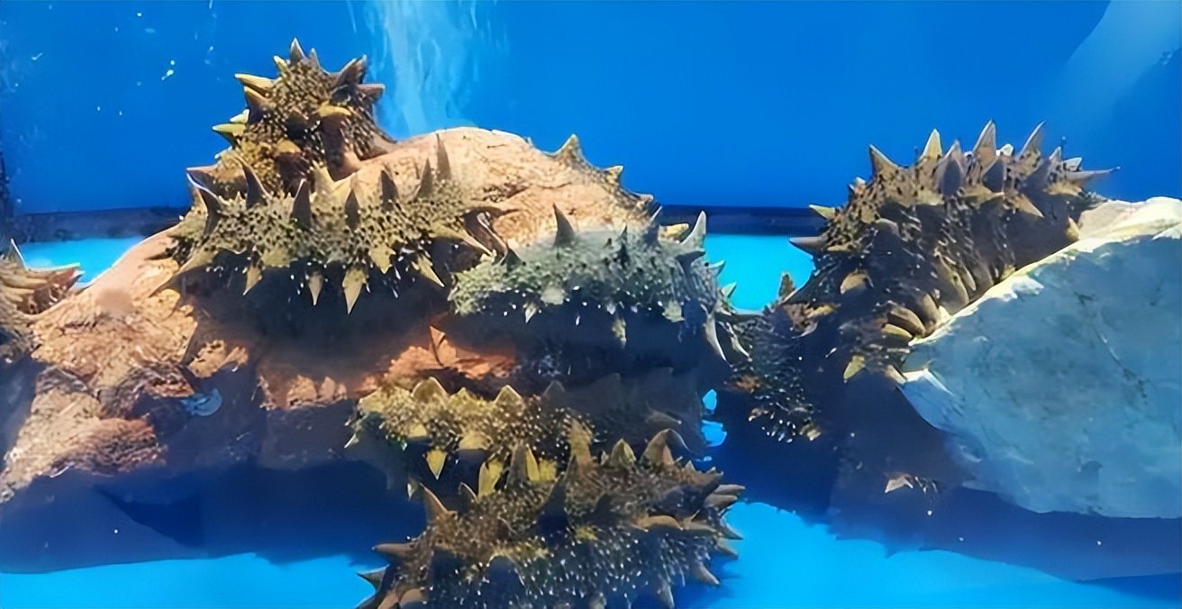 石头填海养海参小伙近况,大连小伙养殖海参