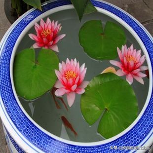 睡莲怎样养才正确,睡莲如何养