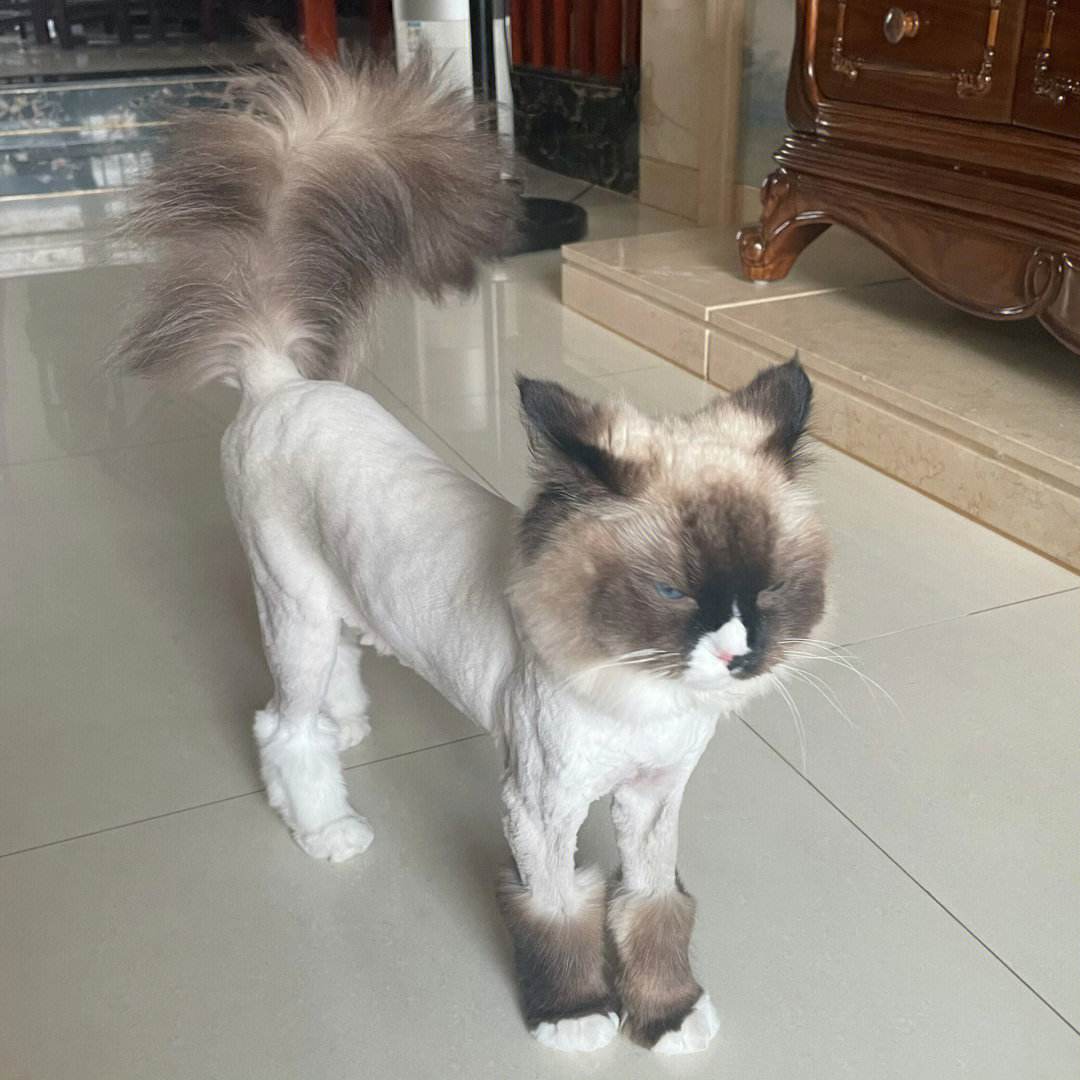 猫咪有这三种行为说明你得罪它了,千万不要忽略了猫咪这几种行为