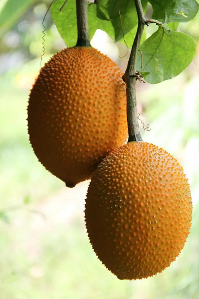 100多种罕见水果欣赏,100种罕见水果名字