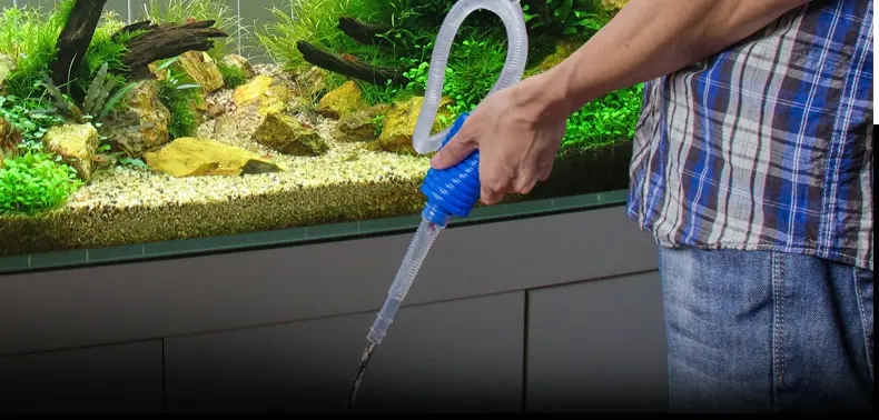 零基础养鱼没有缸怎么才能养活,小朋友五年级养鱼怎么才能养活