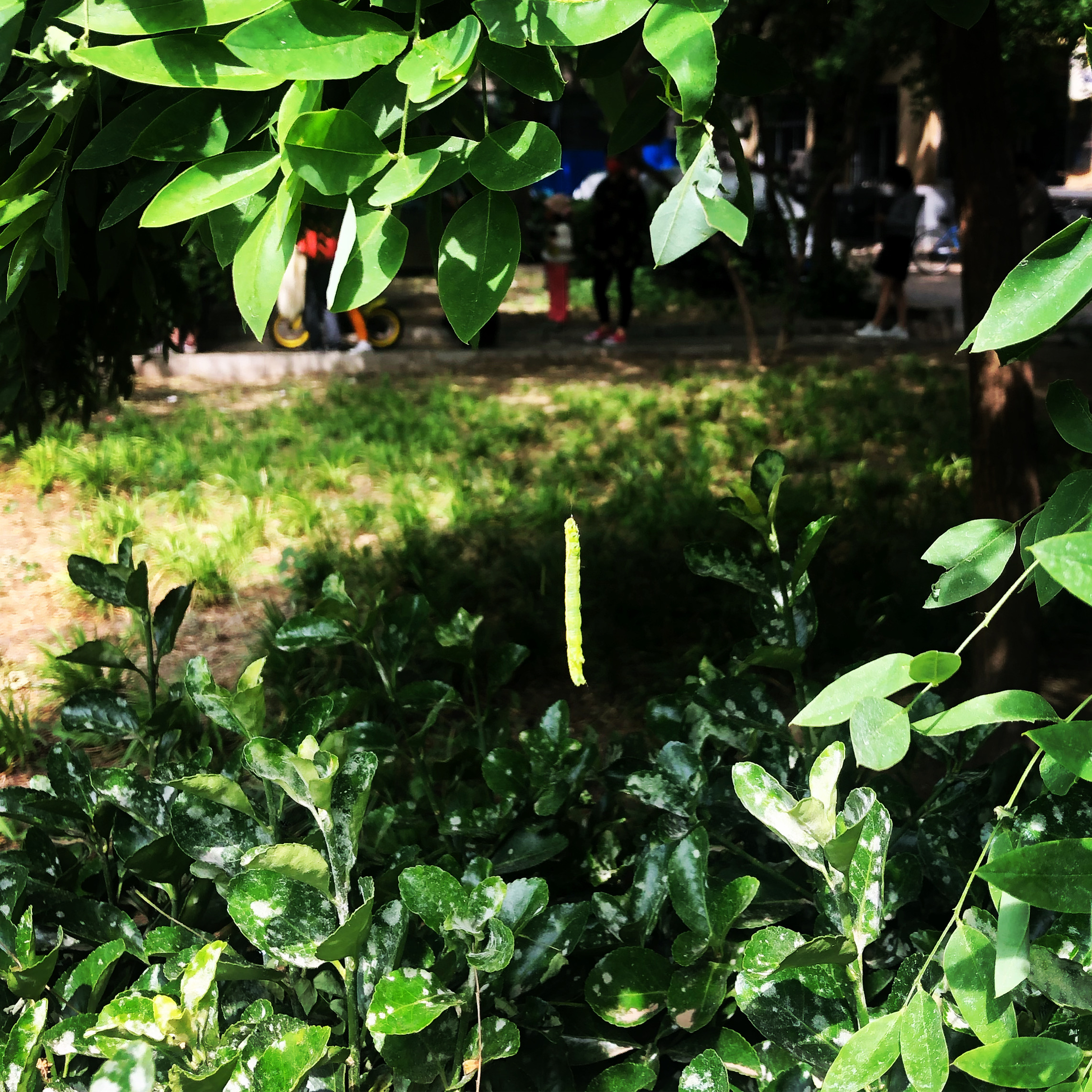 尺蠖——北京街头槐树上的“吊丝鬼儿”，极限蹦极的创始者