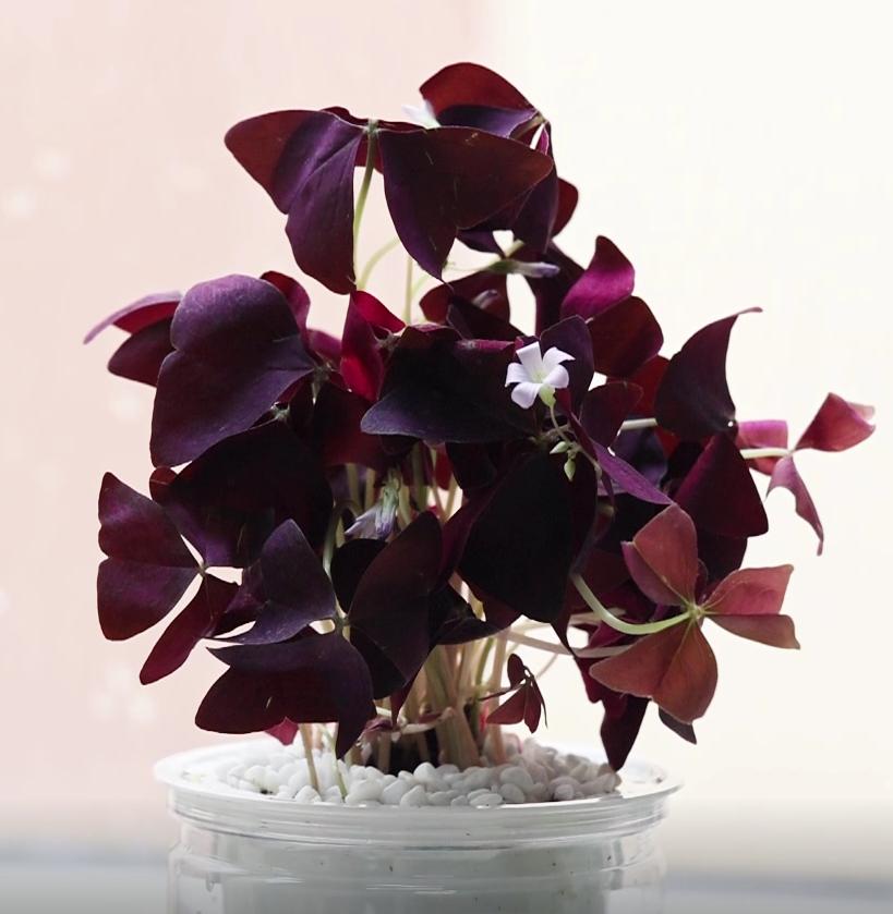 云植树的种植方法,紫叶酢浆草种植直播