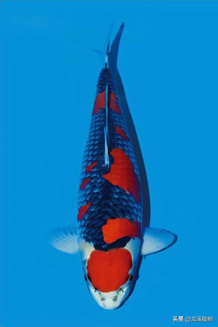 锦鲤分多少种什么样的锦鲤最好养,锦鲤要怎么选才能选到好的锦鲤