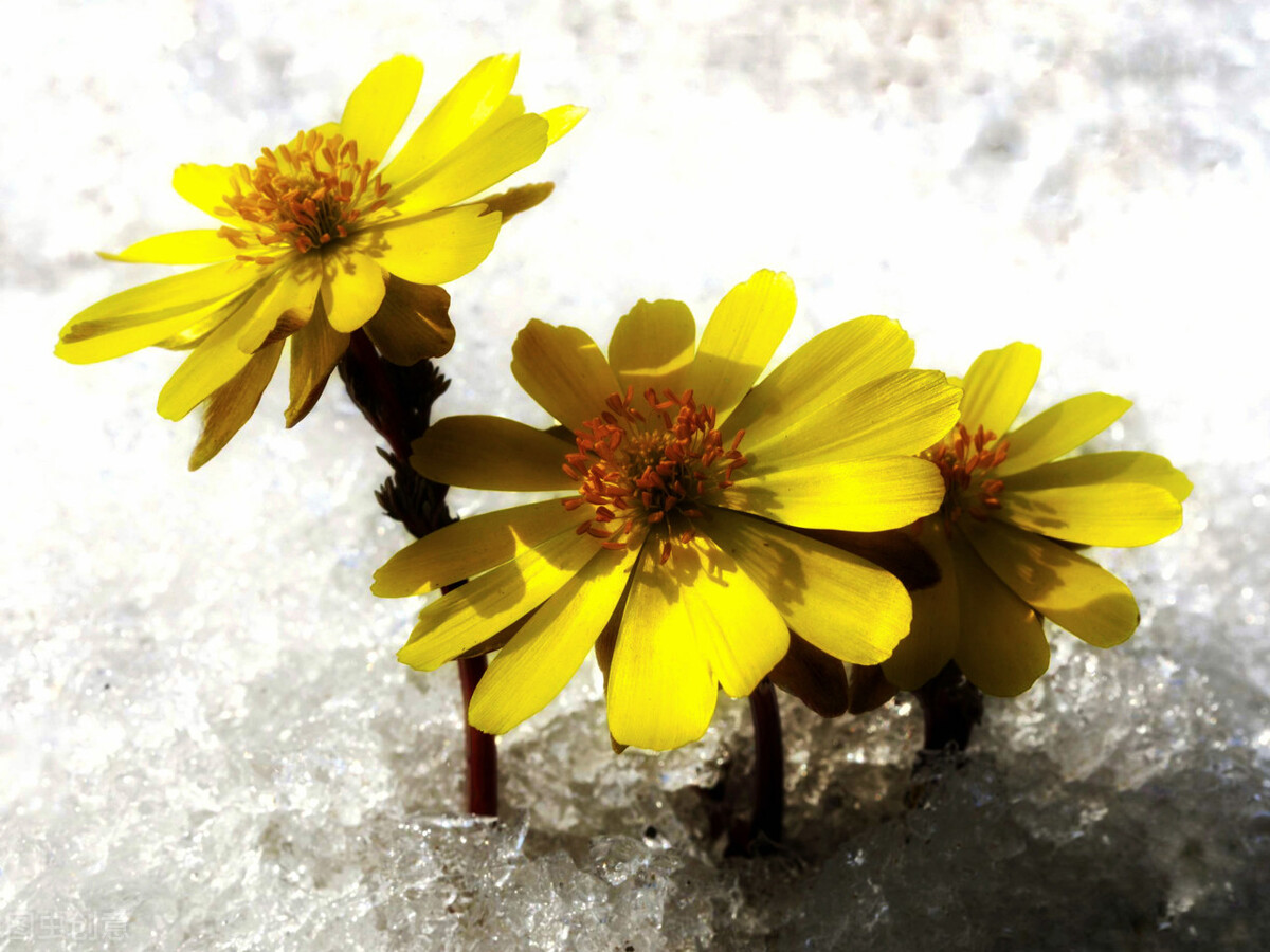 冰凌花享有林海雪莲之美称,牡丹江林海雪莲冰凌花悄然盛放