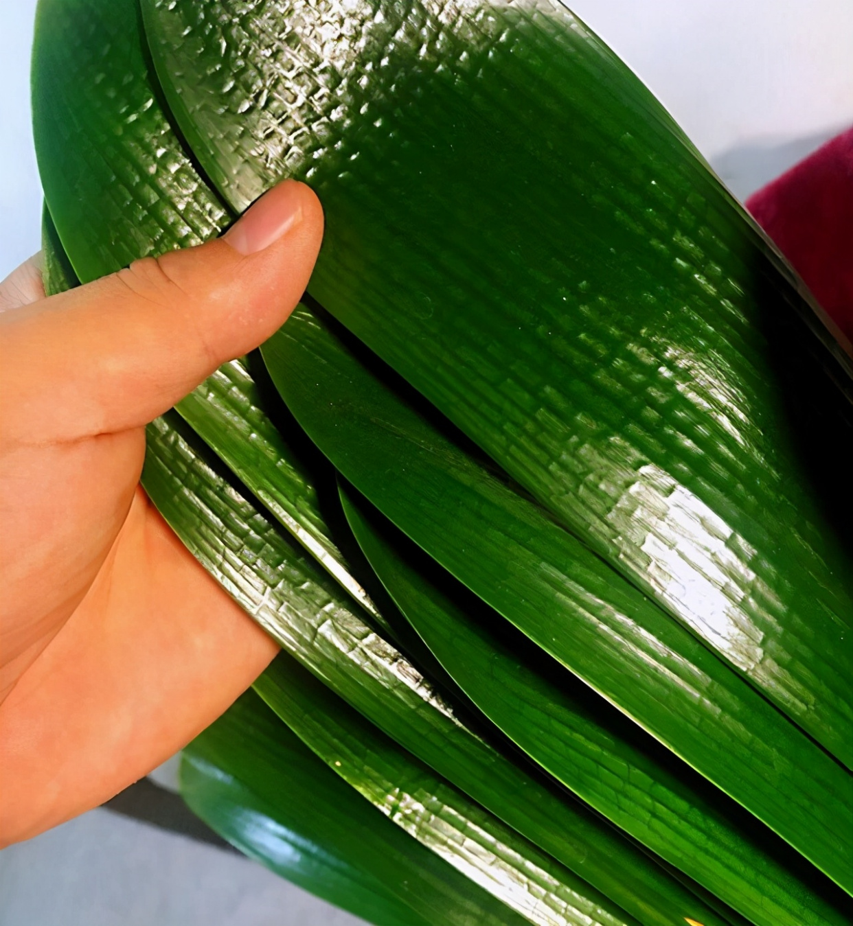 春天养君子兰，做好“4件事”，多长新叶子，花期满盆冒花箭