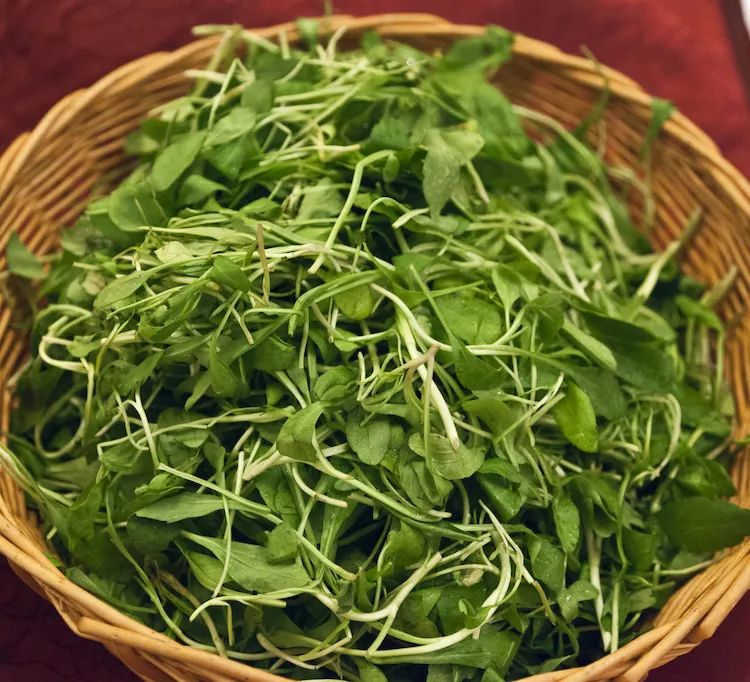 注意！这5种春菜要当心！吃对是美味，吃错是“毒药”