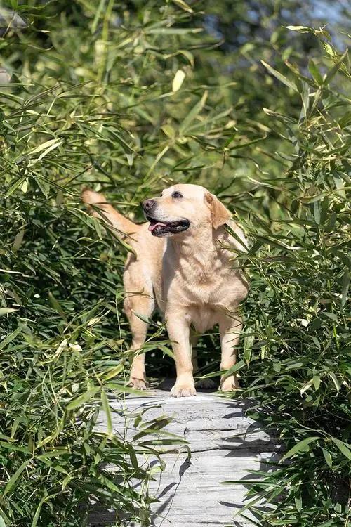 拉布拉多如何预防肥胖,养一只拉布拉多一个月花多少钱