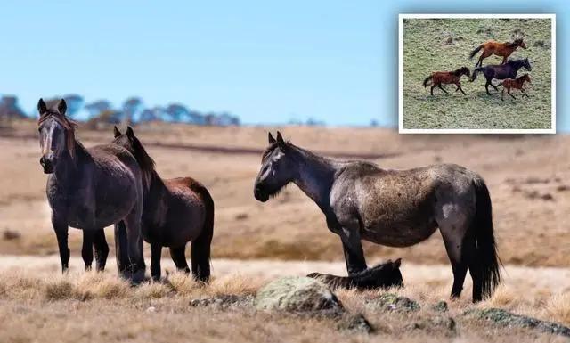 野马泛滥成灾国家,澳大利亚野马泛滥成灾