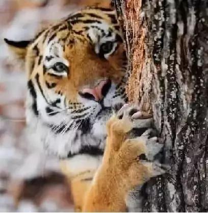 虎羊恋最后的结局,虎羊恋结局