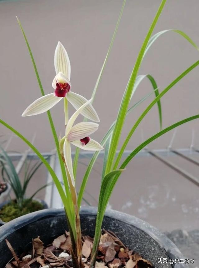 偷三盆兰花200万被判15年,最新盗兰花案件