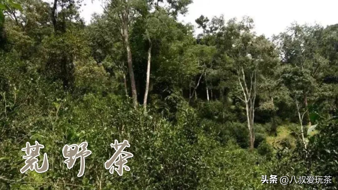 购买普洱茶避坑指南,漫谈普洱茶购买时需要坚守的原则