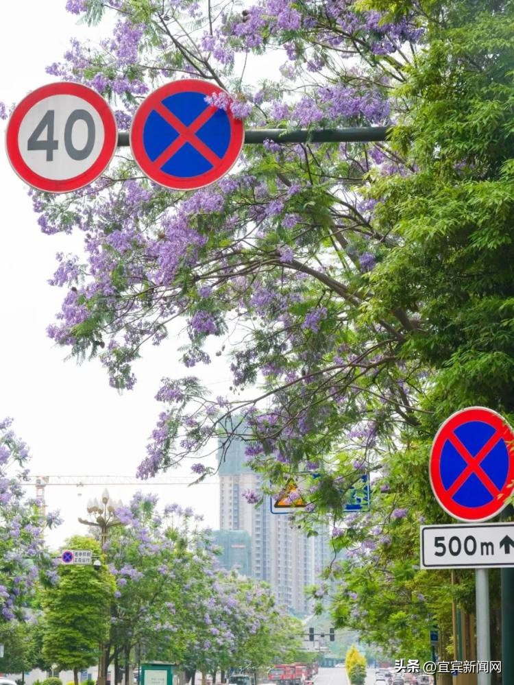 泸州蓝花楹打卡地,蓝花楹打卡点照片