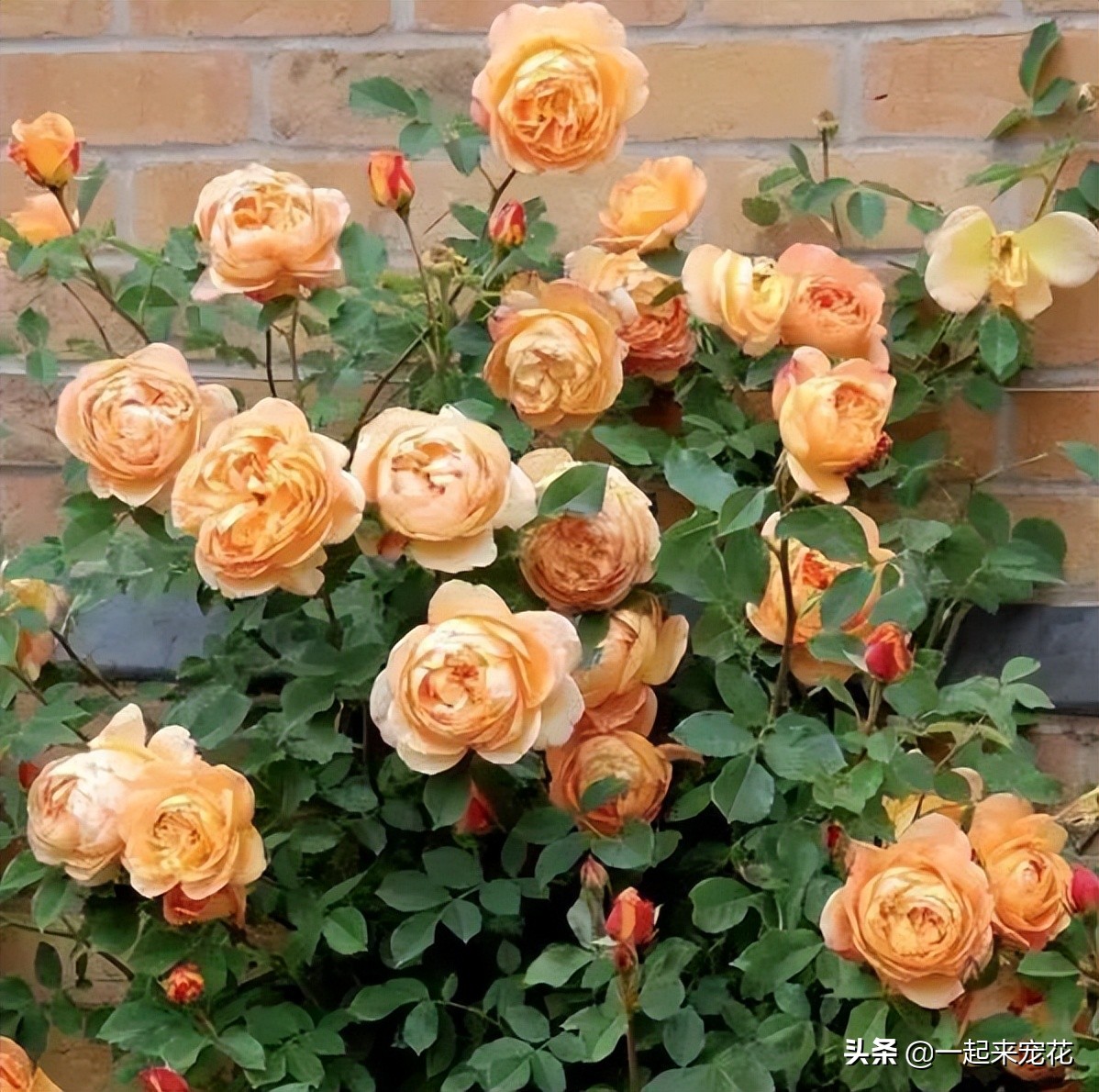 最漂亮10种盆栽月季,月季冬天如何养护春天才会爆花