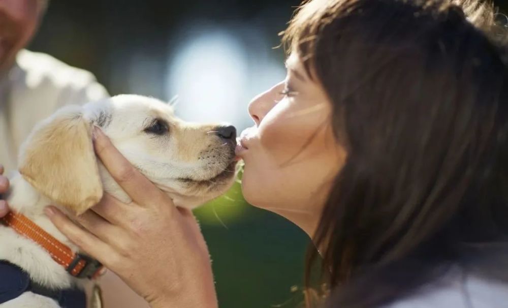在狗狗眼里亲吻是什么意思,在狗狗心里主人是什么