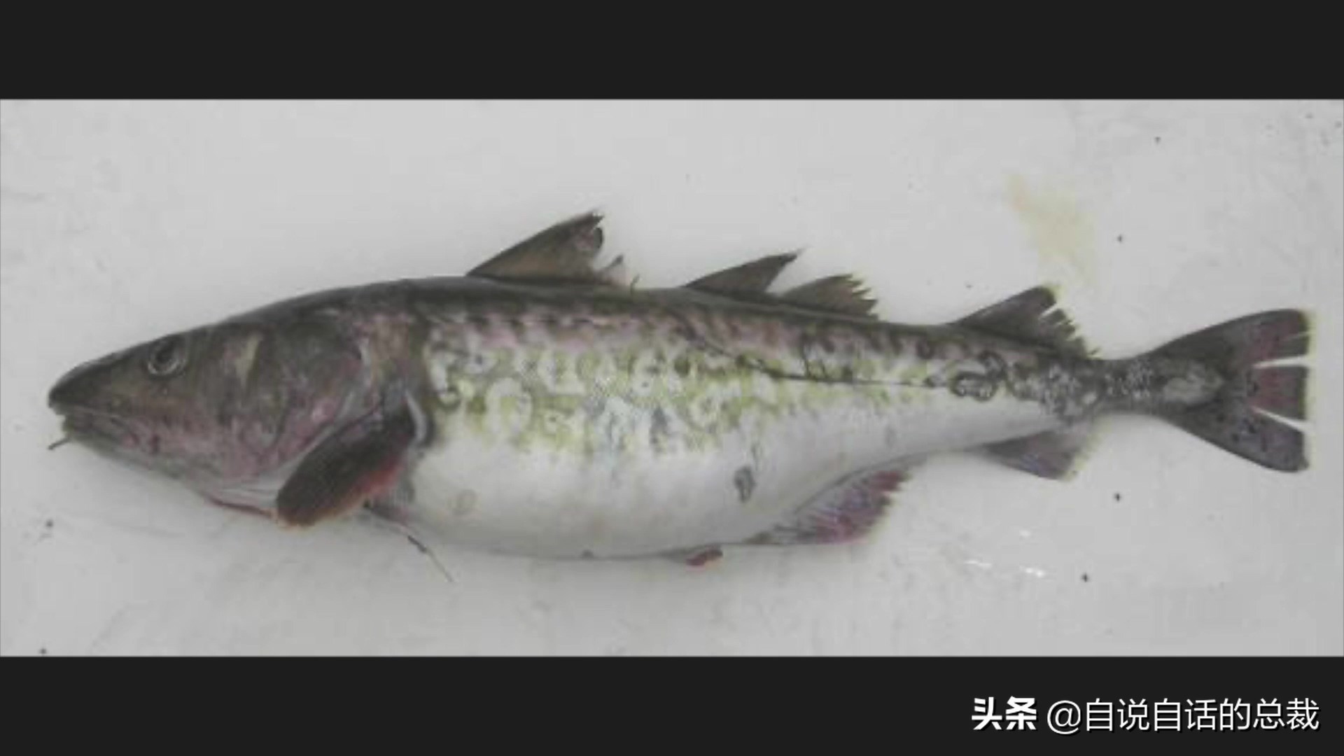 为什么买的鳕鱼段都是粘液,为什么买的鳕鱼那么多水