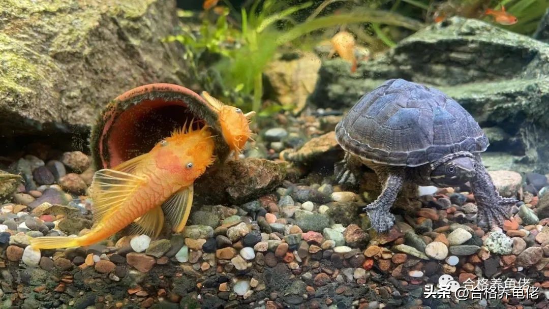当你第一次养龟,养龟的尽头是什么