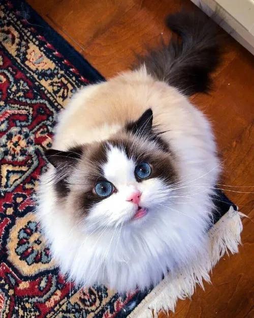 灰色猫咪是什么品种,玳瑁猫咪是什么品种