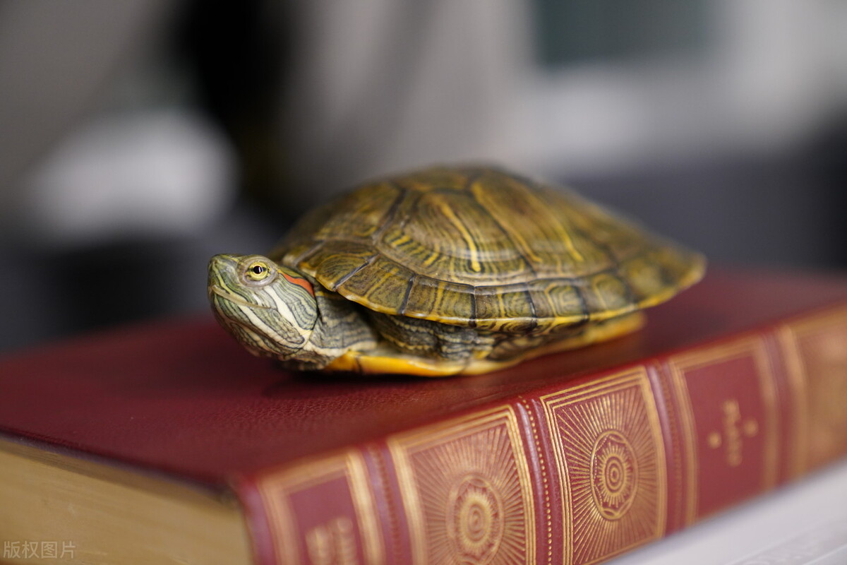 小巴西龟不喜欢吃龟粮喜欢吃蚯蚓,从土里挖出来的蚯蚓巴西龟能吃吗