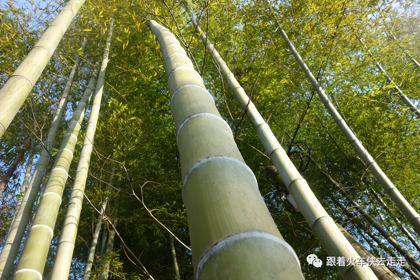宜兴小镇的深氧之旅——张渚镇龙池山自行车公园