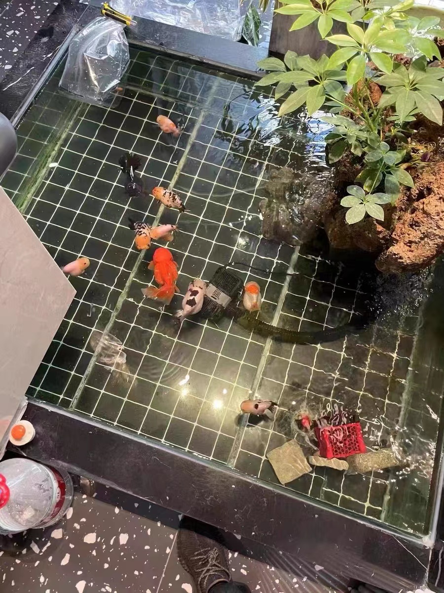 鱼缸大饲养密度小兰寿金鱼能活吗,兰寿金鱼饲养照明灯有必要吗