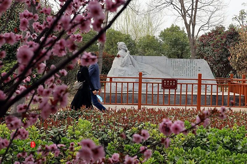 淮阳龙湖赏荷花,淮阳龙湖垂柳