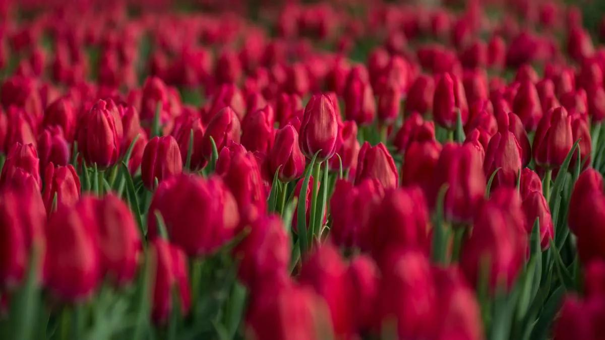 欣赏阳春三月邂逅浪漫郁金香,三月赏郁金香