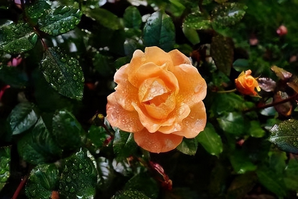 女人不自爱的底层逻辑,女人不自尊自爱的原因