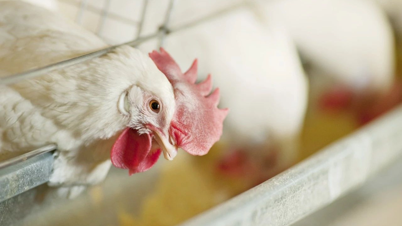 鸡肉致癌从什么时间发现的,鸡肉会增加癌细胞吗